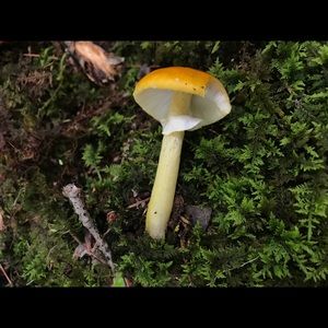 Meet your Posher, Casey